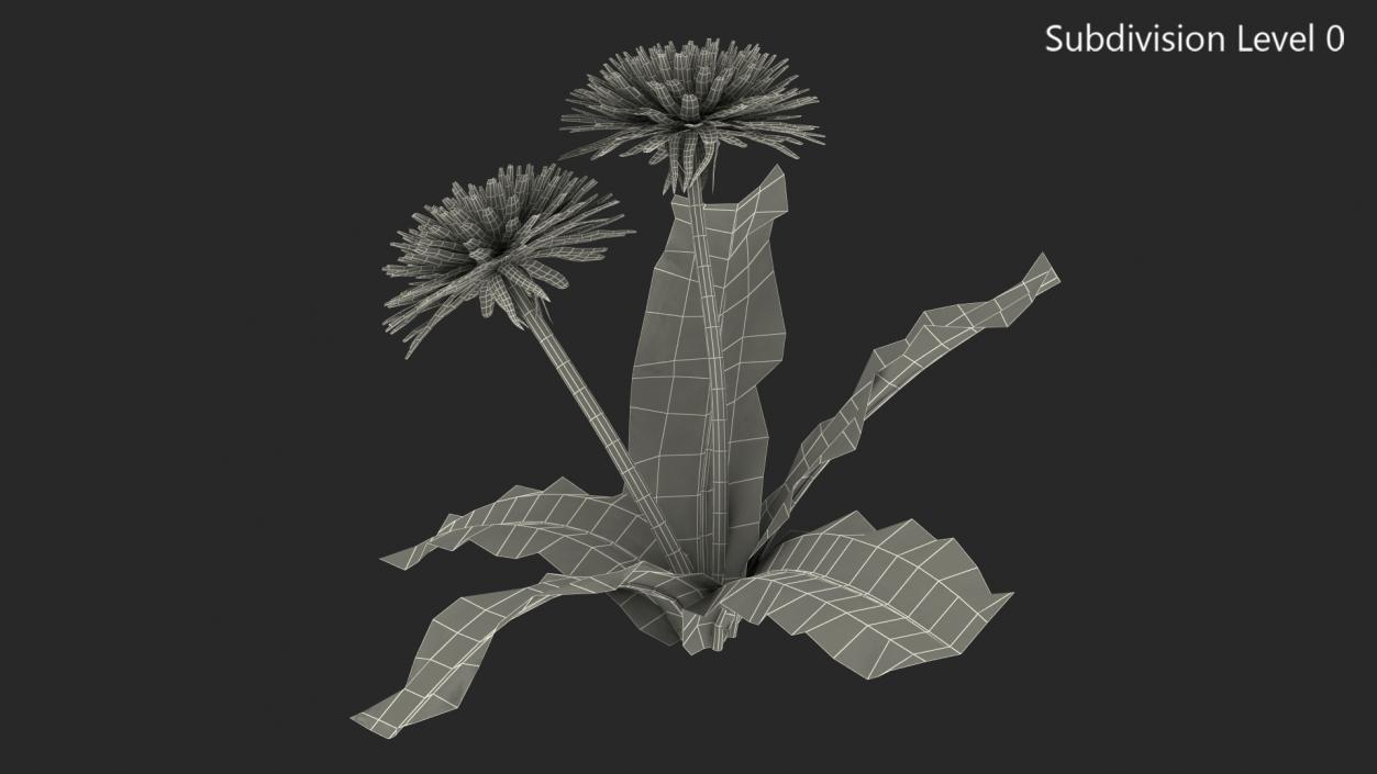 3D model Blooming Dandelion Flower