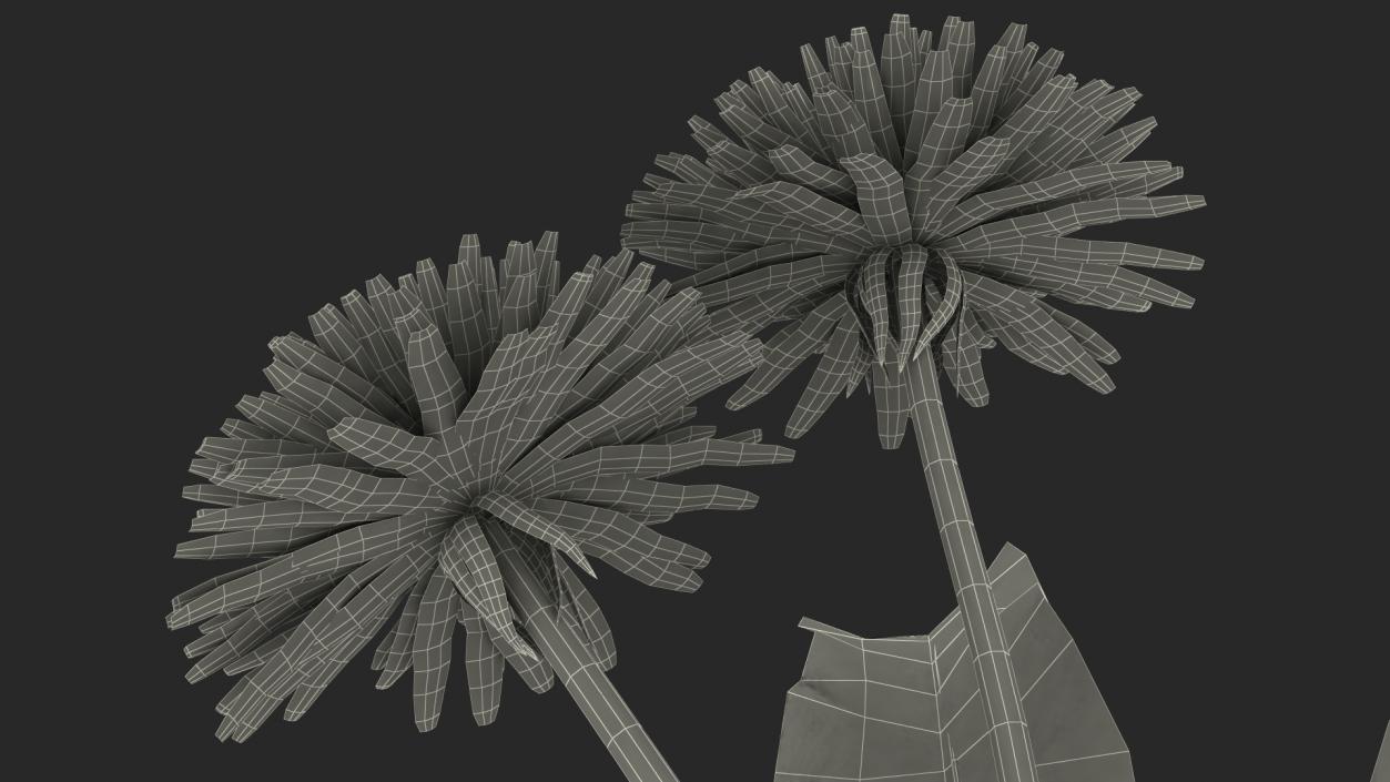 3D model Blooming Dandelion Flower