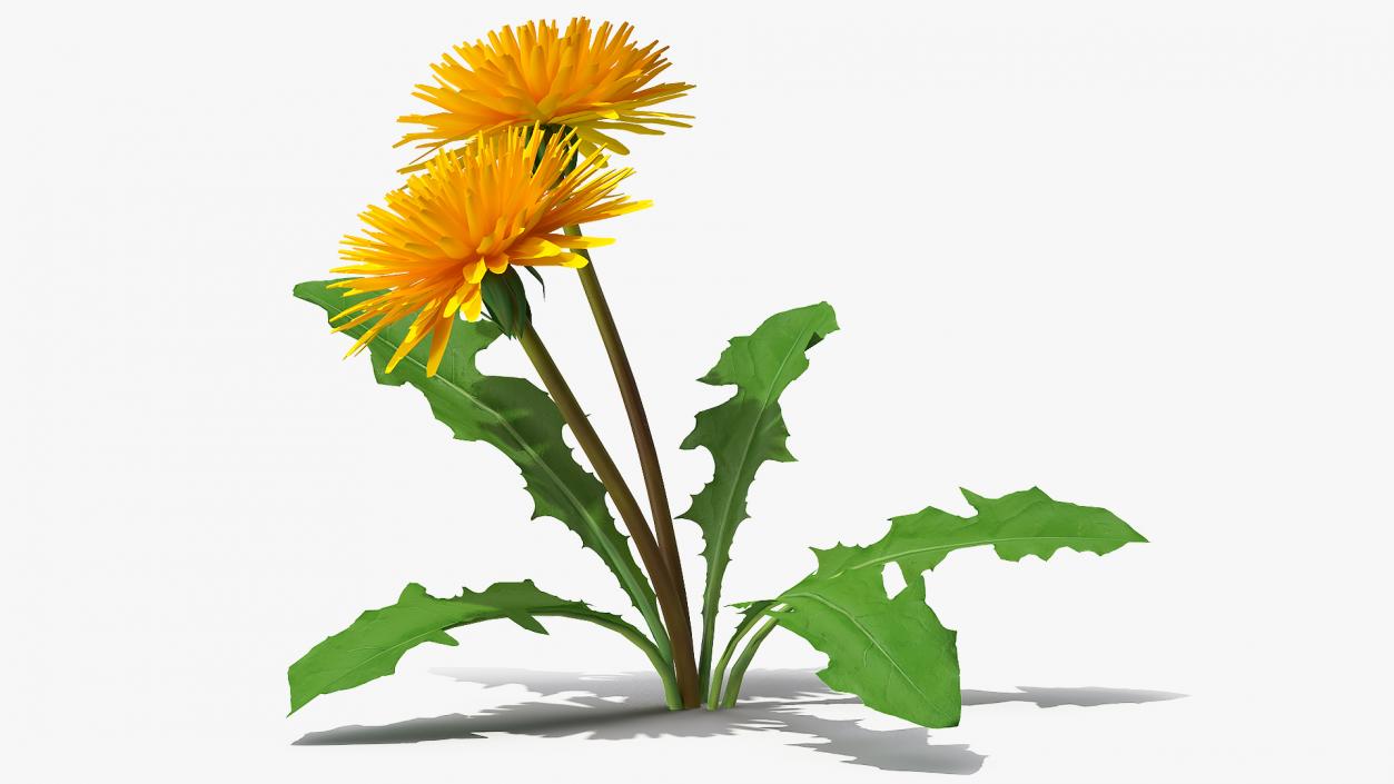 3D model Blooming Dandelion Flower