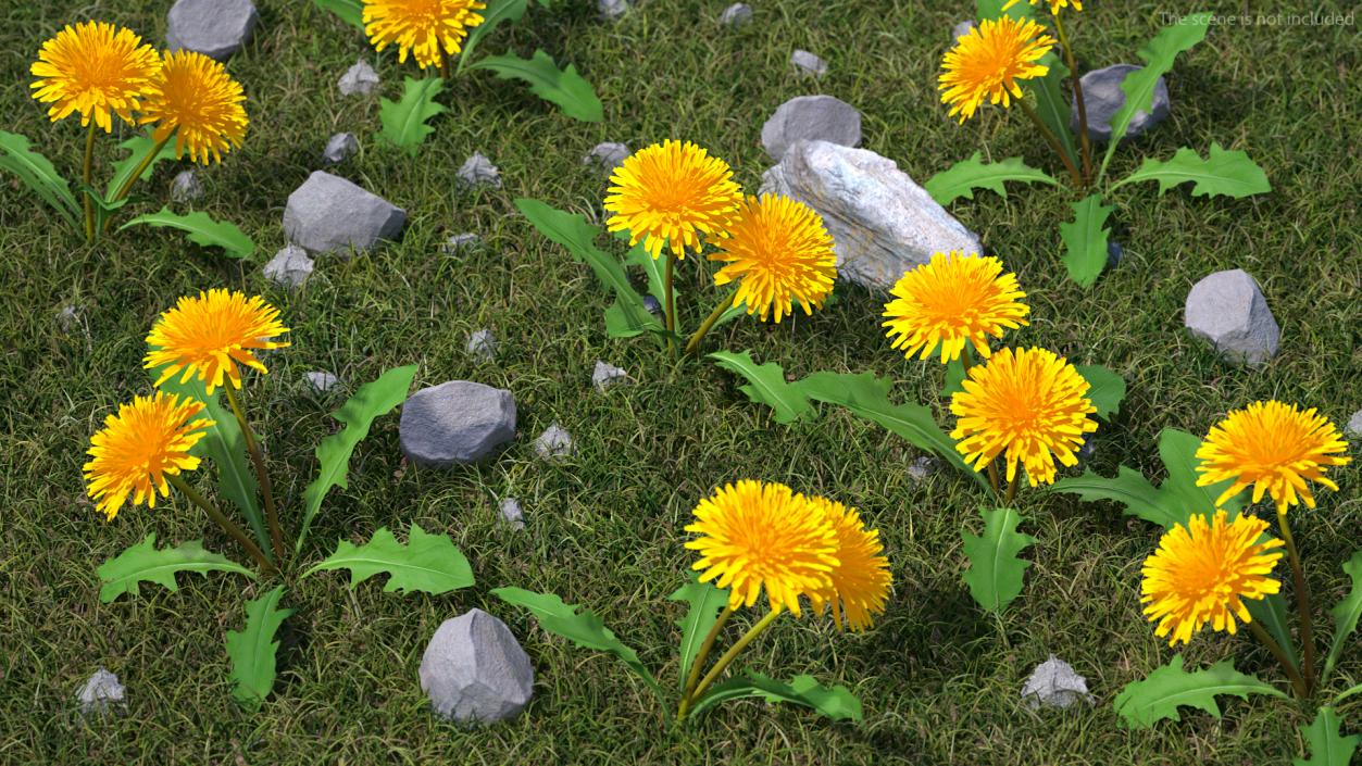 3D model Blooming Dandelion Flower