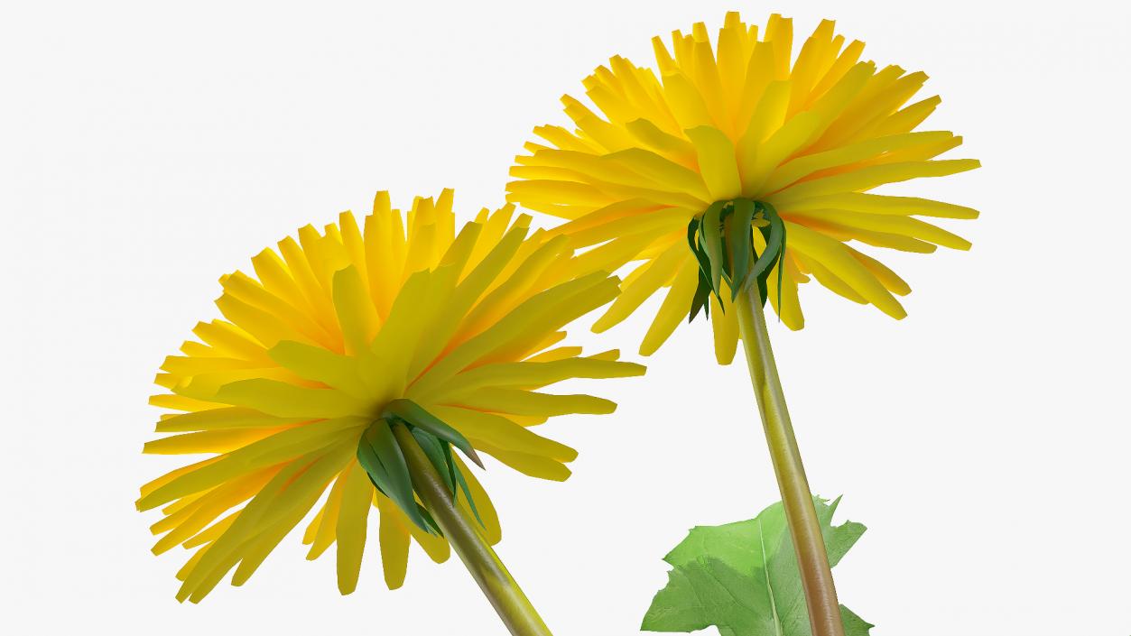 3D model Blooming Dandelion Flower