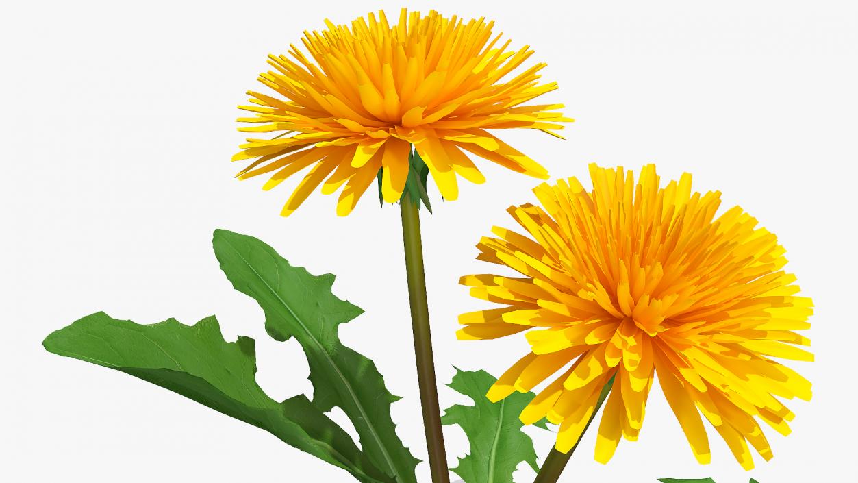 3D model Blooming Dandelion Flower