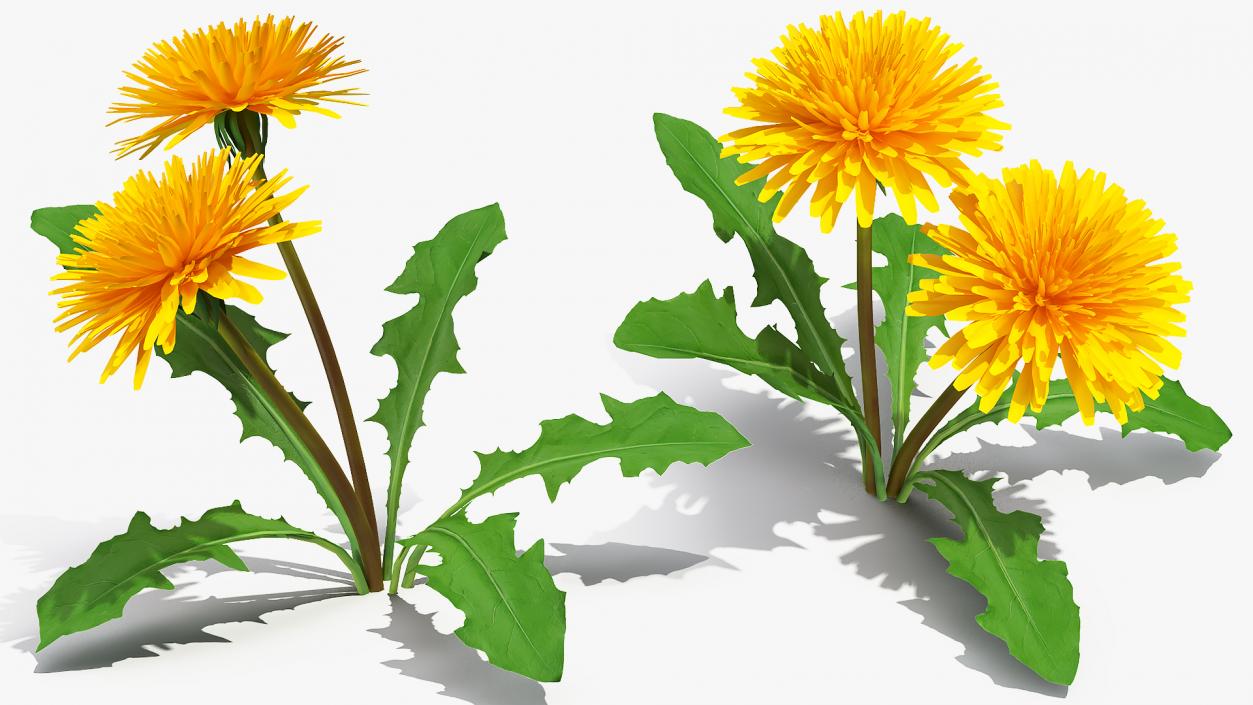 3D model Blooming Dandelion Flower