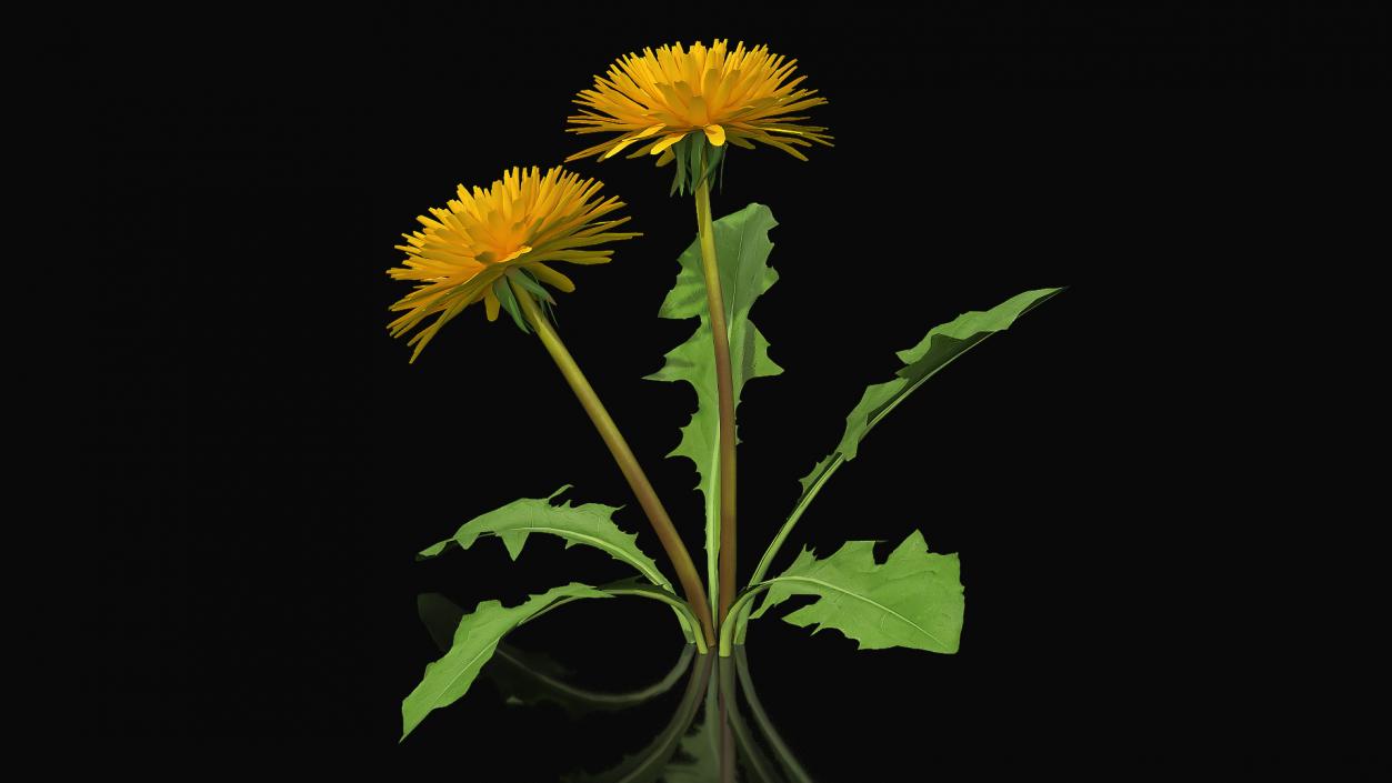 3D model Blooming Dandelion Flower