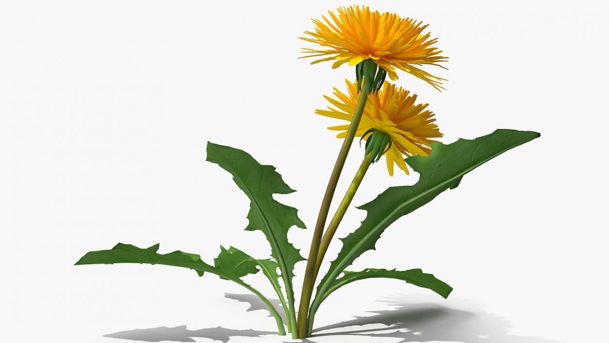 3D model Blooming Dandelion Flower