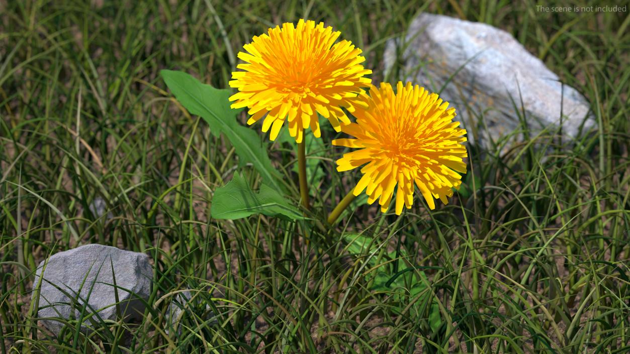 3D model Blooming Dandelion Flower