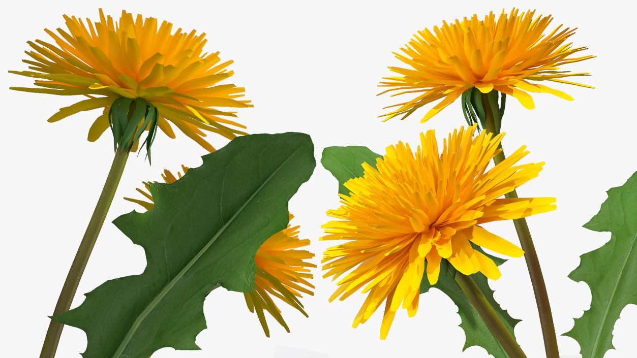 3D model Blooming Dandelion Flower