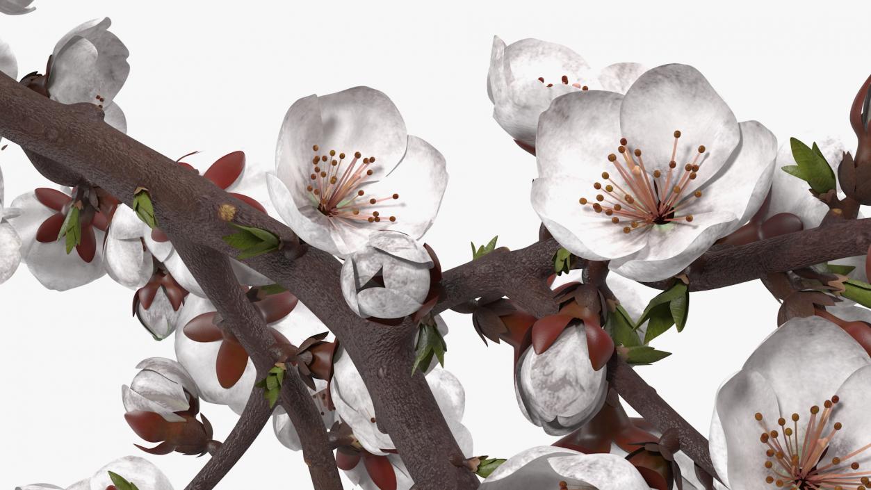 White Cherry Blossom Branch 3D