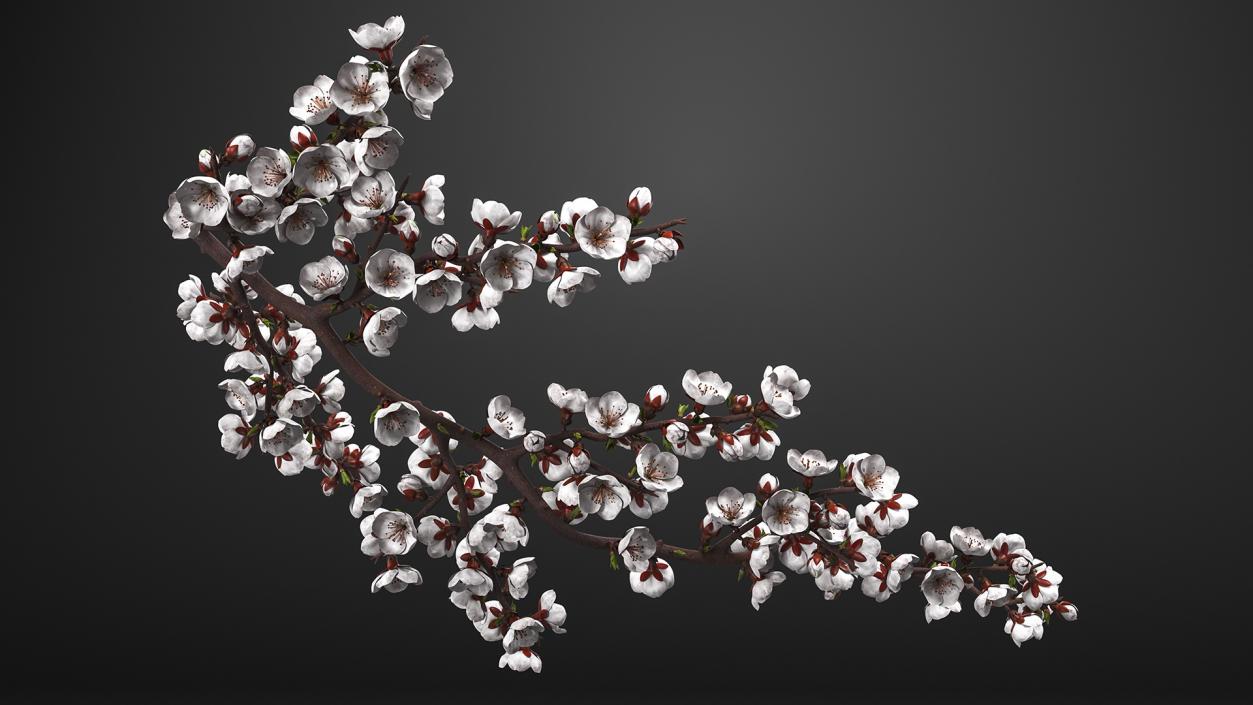 White Cherry Blossom Branch 3D