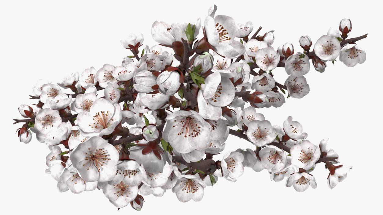 White Cherry Blossom Branch 3D