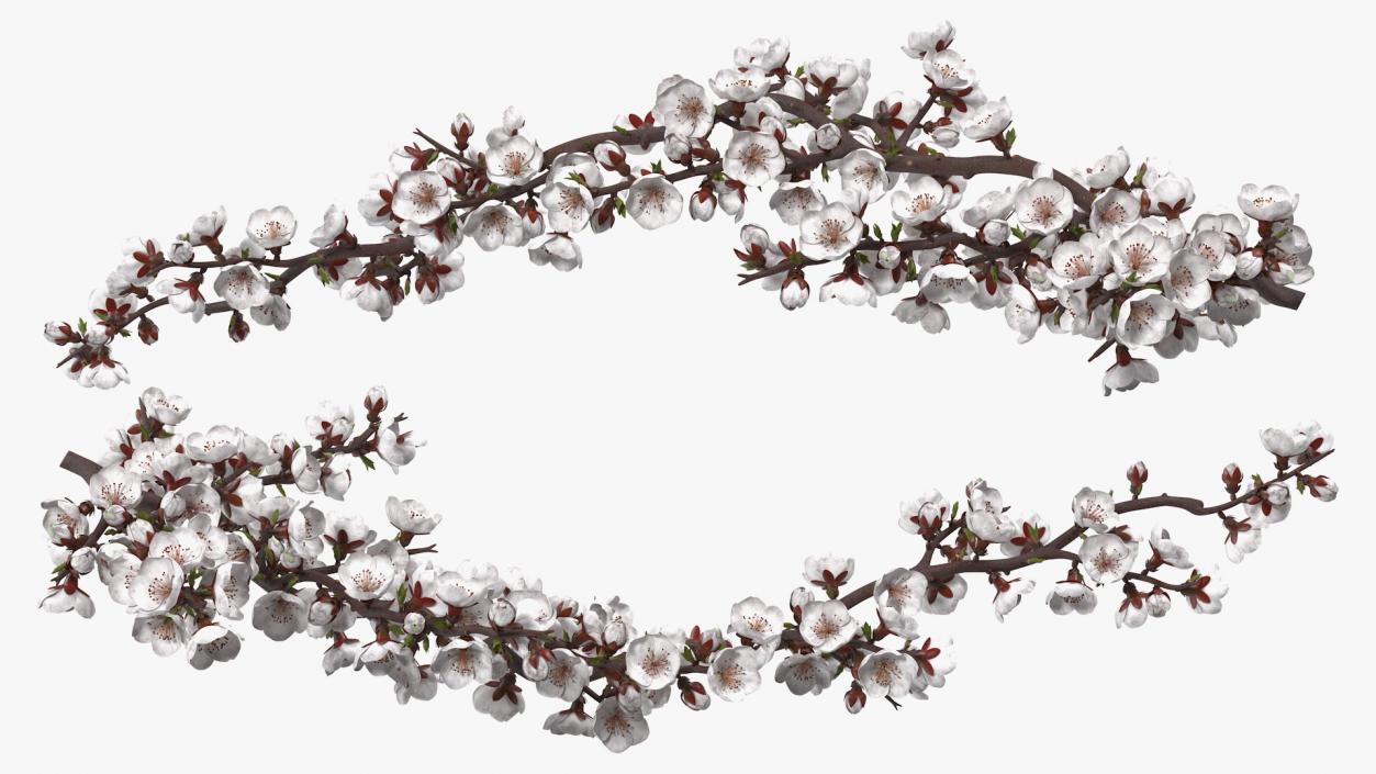 White Cherry Blossom Branch 3D