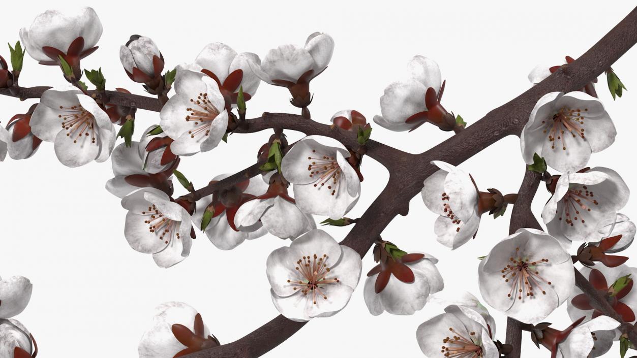 White Cherry Blossom Branch 3D