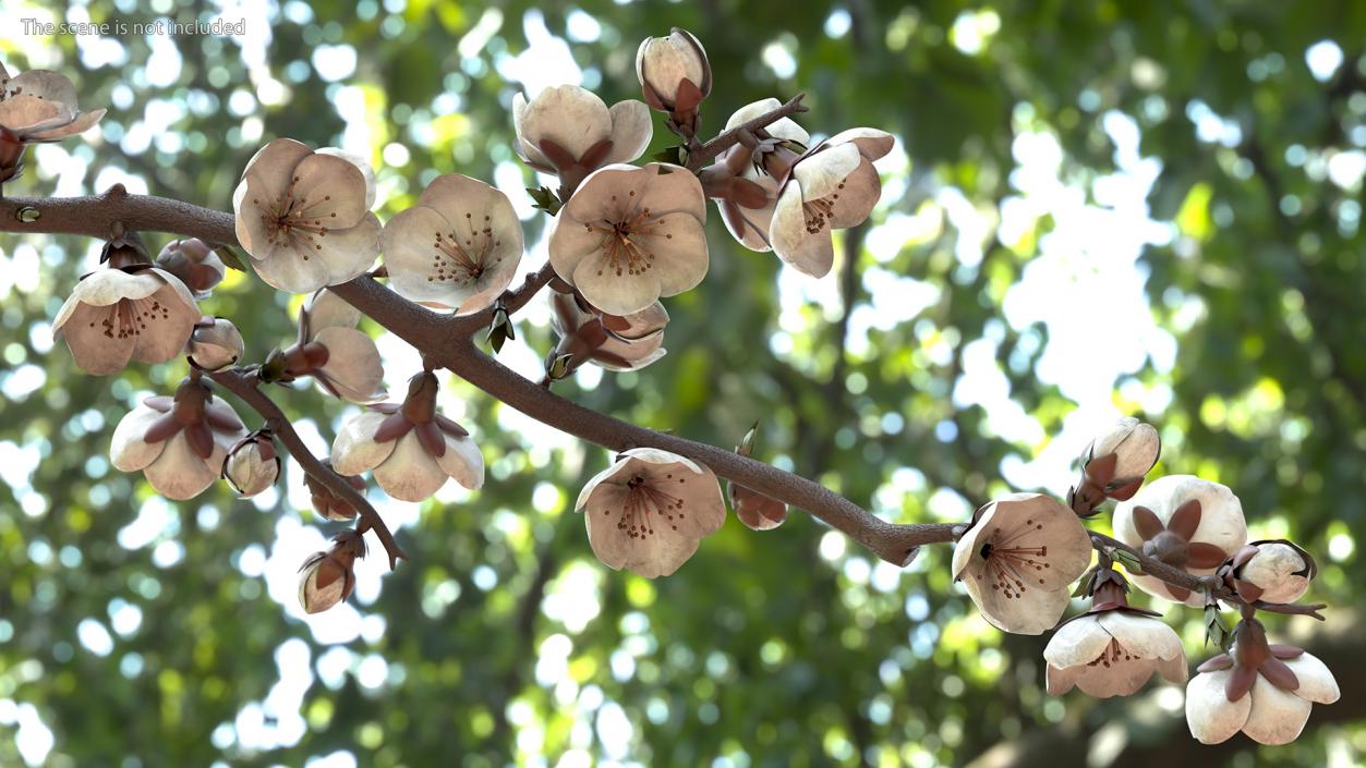 White Cherry Blossom Branch 3D