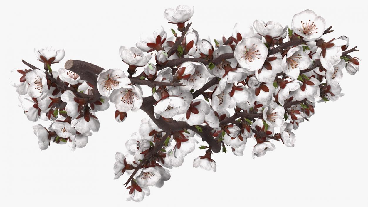 White Cherry Blossom Branch 3D