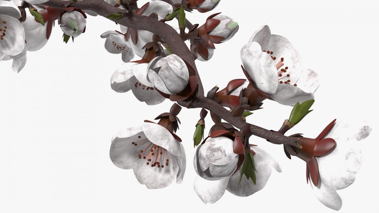 White Cherry Blossom Branch 3D