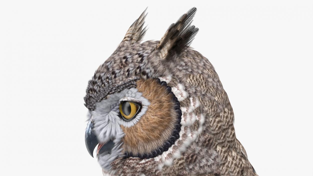 3D Great Horned Owl Head