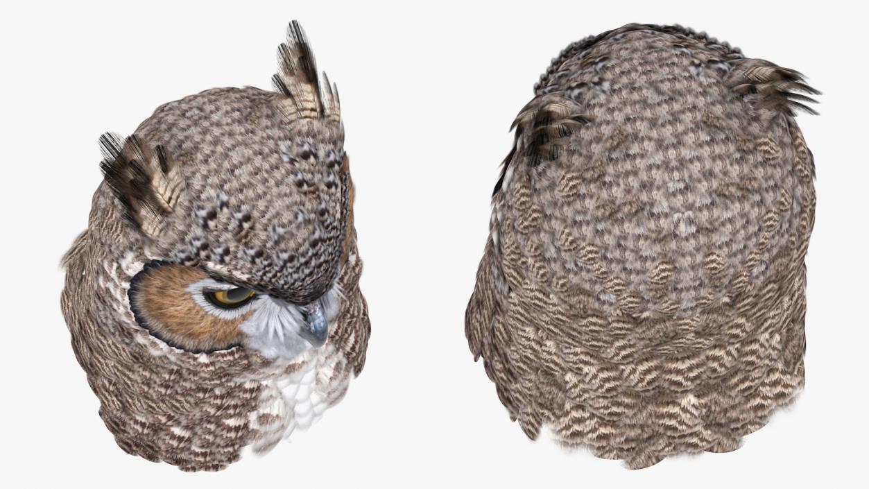 3D Great Horned Owl Head