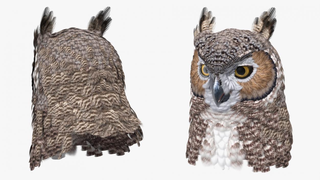 3D Great Horned Owl Head