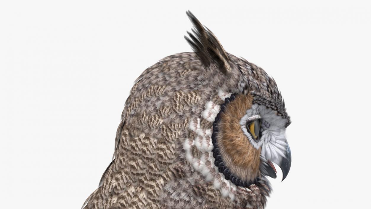 3D Great Horned Owl Head