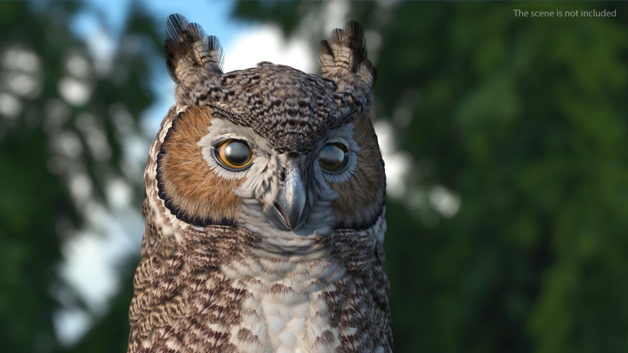 3D Great Horned Owl Head