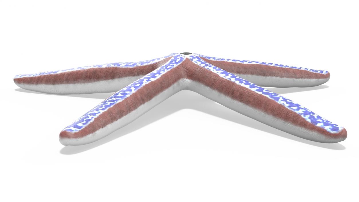 3D Phataria Unifascialis 2 model