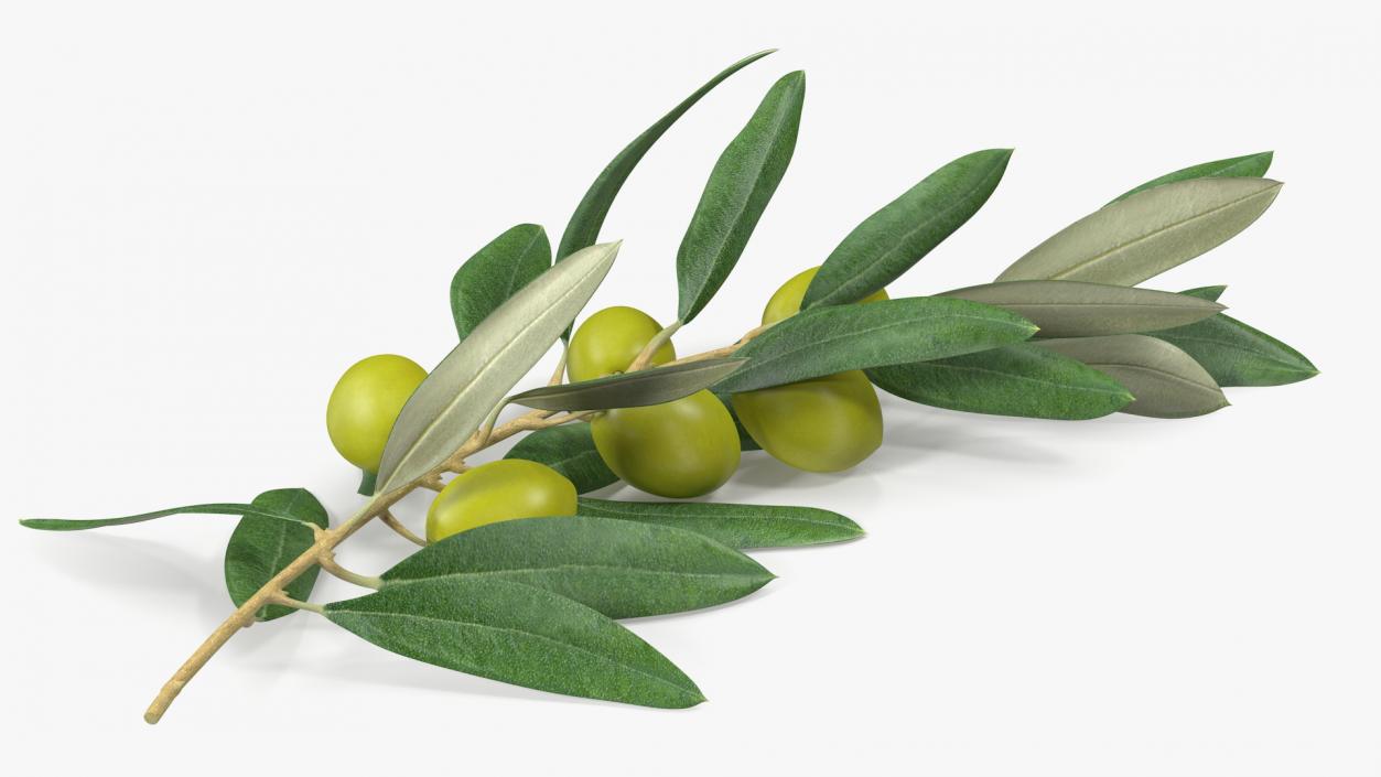 3D Olive Branch with Green Olives Lying