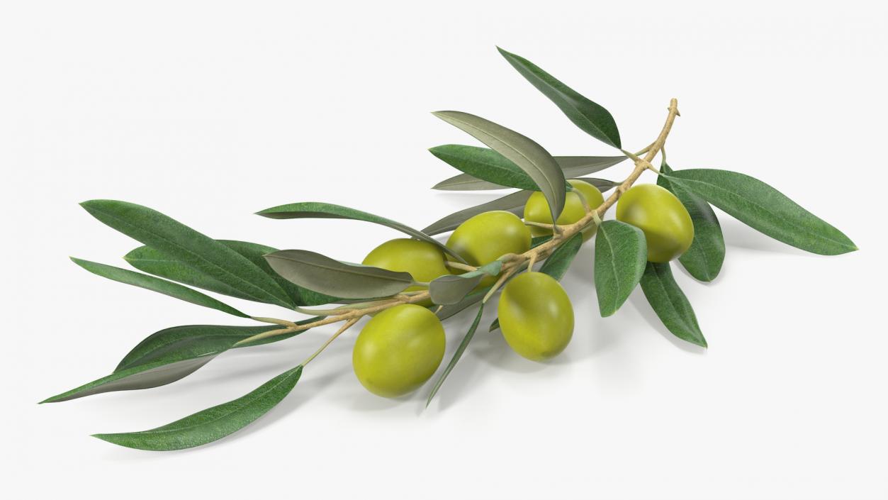 3D Olive Branch with Green Olives Lying