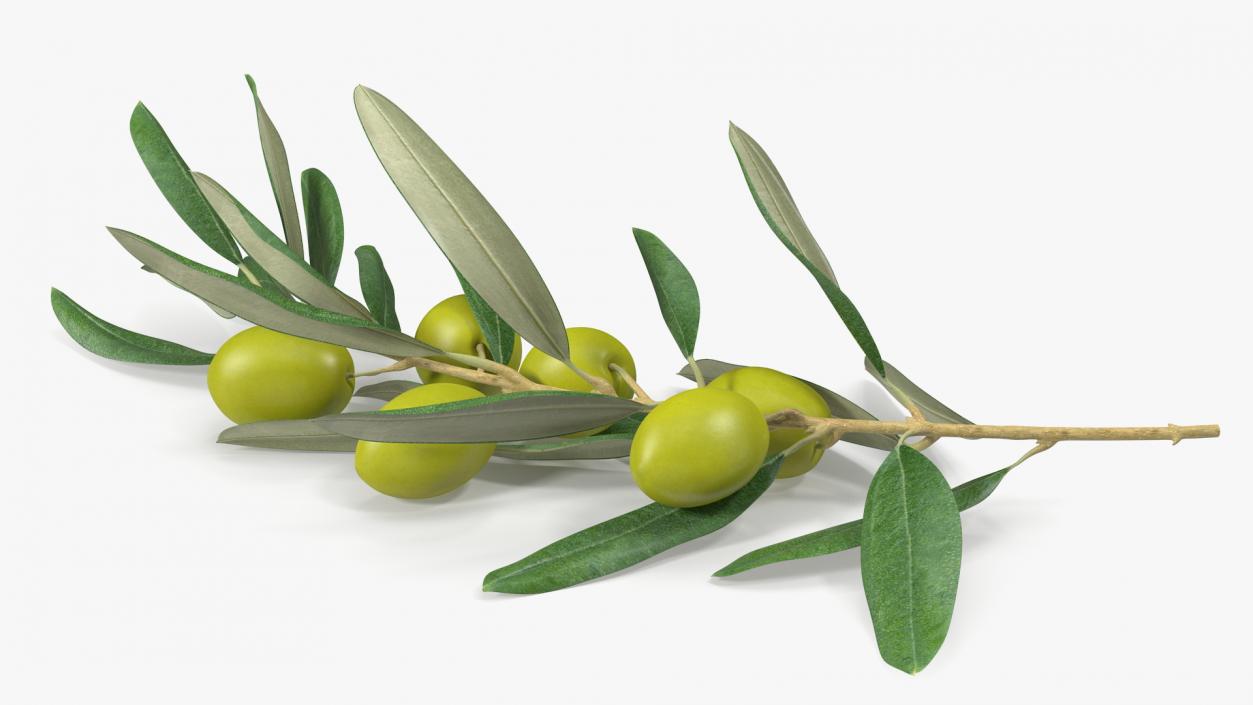 3D Olive Branch with Green Olives Lying