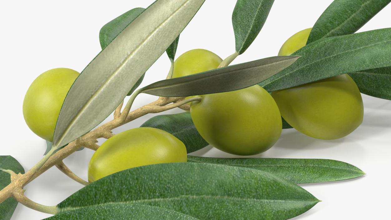 3D Olive Branch with Green Olives Lying