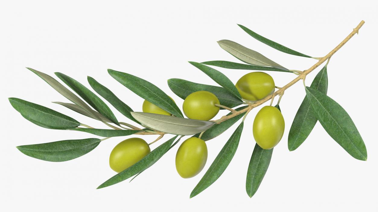 3D Olive Branch with Green Olives Lying