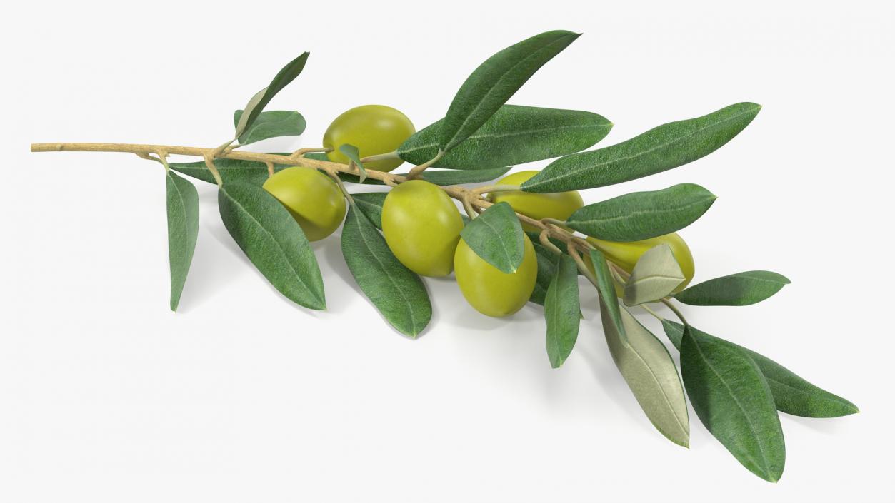 3D Olive Branch with Green Olives Lying