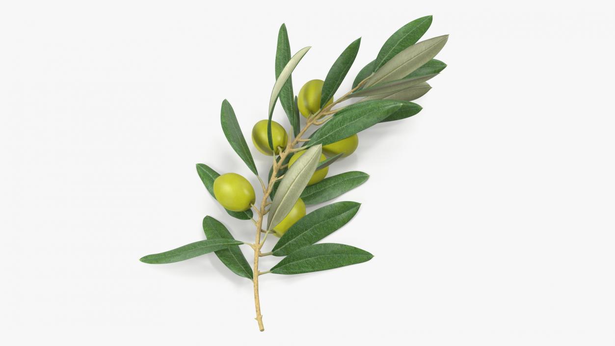 3D Olive Branch with Green Olives Lying