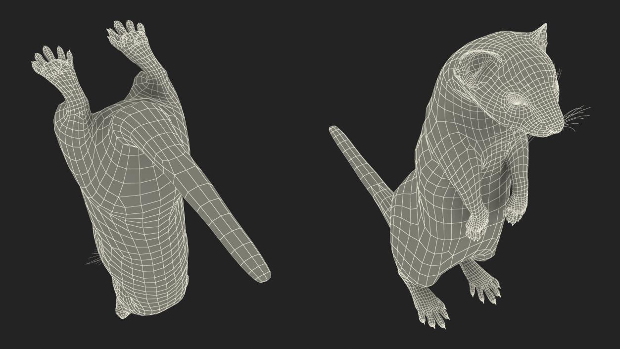 Beringian Stoat Brown Standing Pose 2 3D