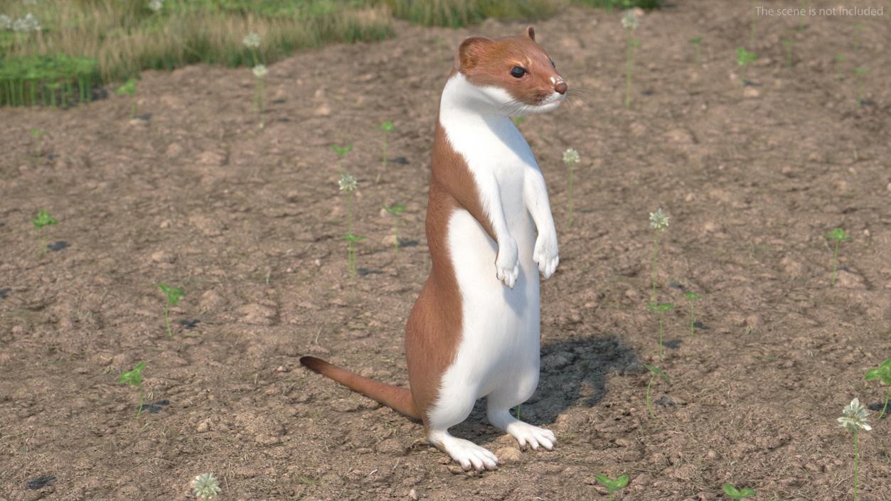 Beringian Stoat Brown Standing Pose 2 3D