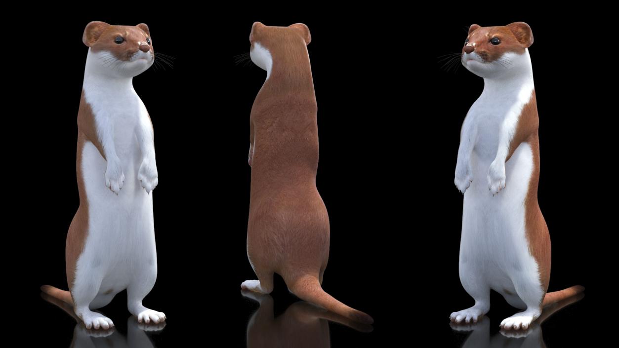 Beringian Stoat Brown Standing Pose 2 3D