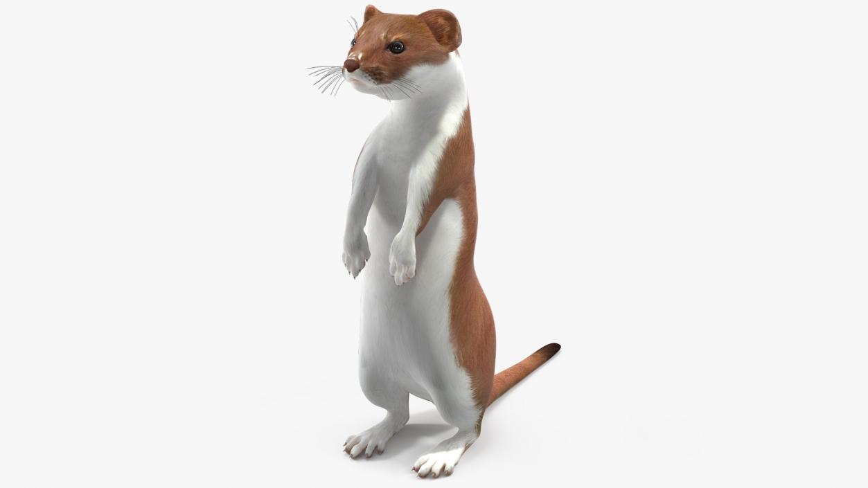 Beringian Stoat Brown Standing Pose 2 3D