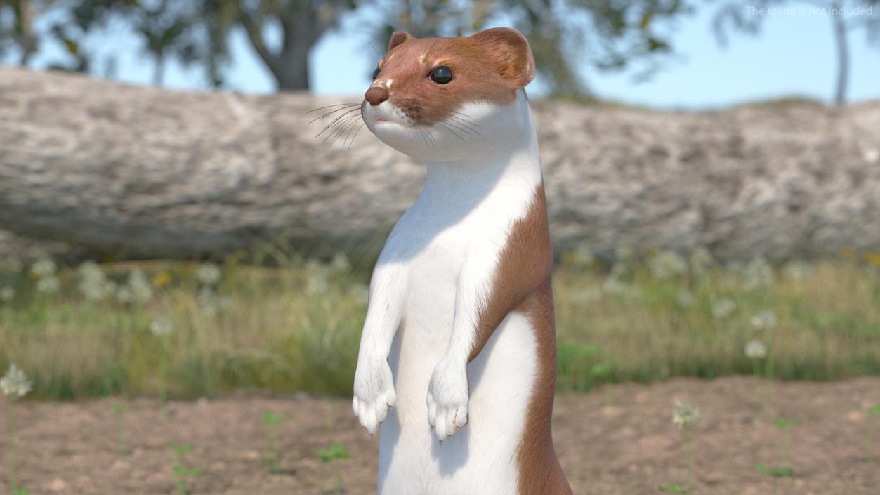 Beringian Stoat Brown Standing Pose 2 3D