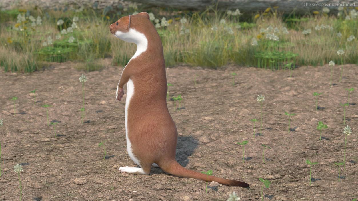 Beringian Stoat Brown Standing Pose 2 3D