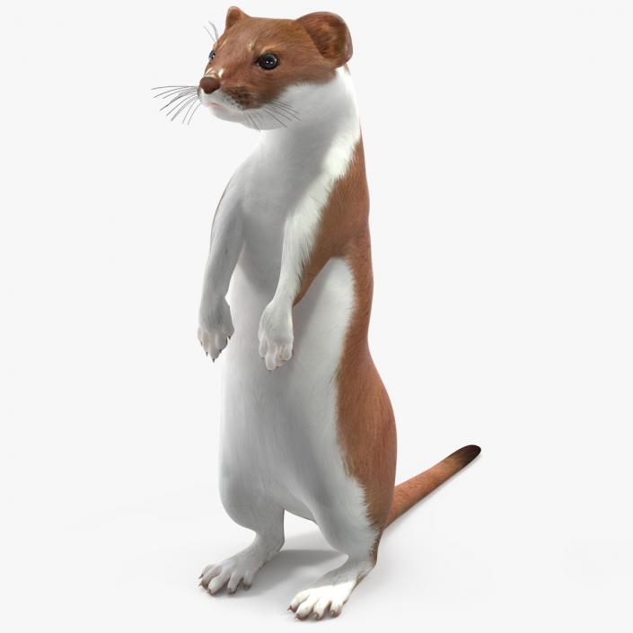 Beringian Stoat Brown Standing Pose 2 3D