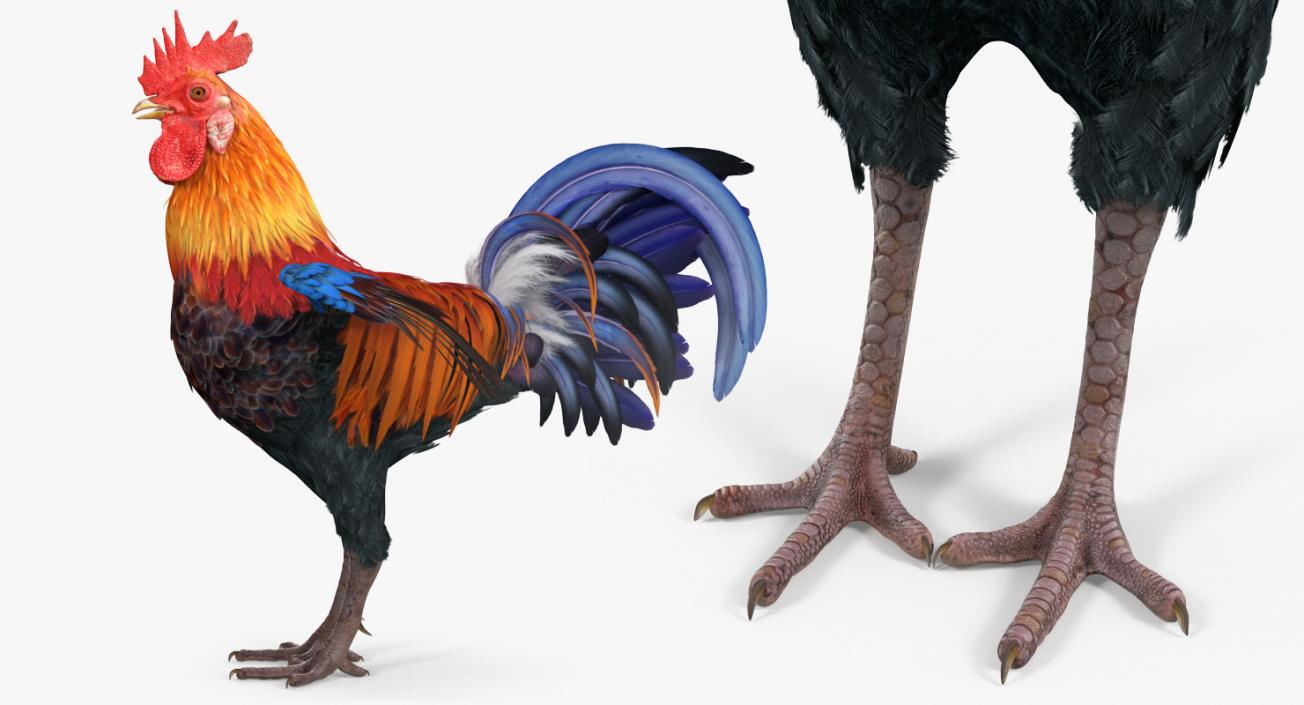 3D model Chicken and Rooster Collection