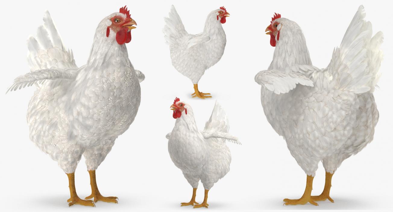 3D model Chicken and Rooster Collection