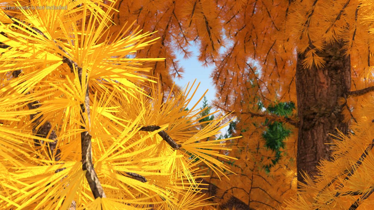 3D Tall Japanese Larch Tree Yellow