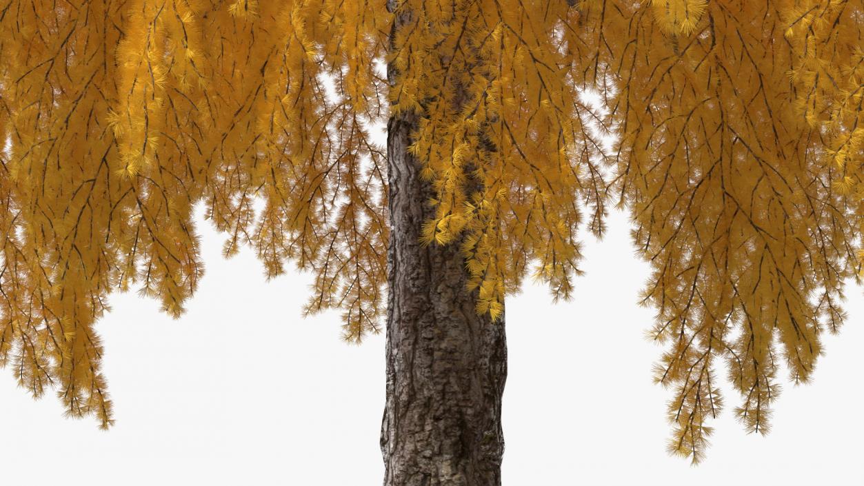 3D Tall Japanese Larch Tree Yellow