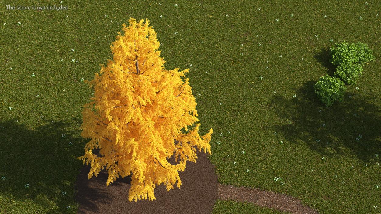 3D Tall Japanese Larch Tree Yellow