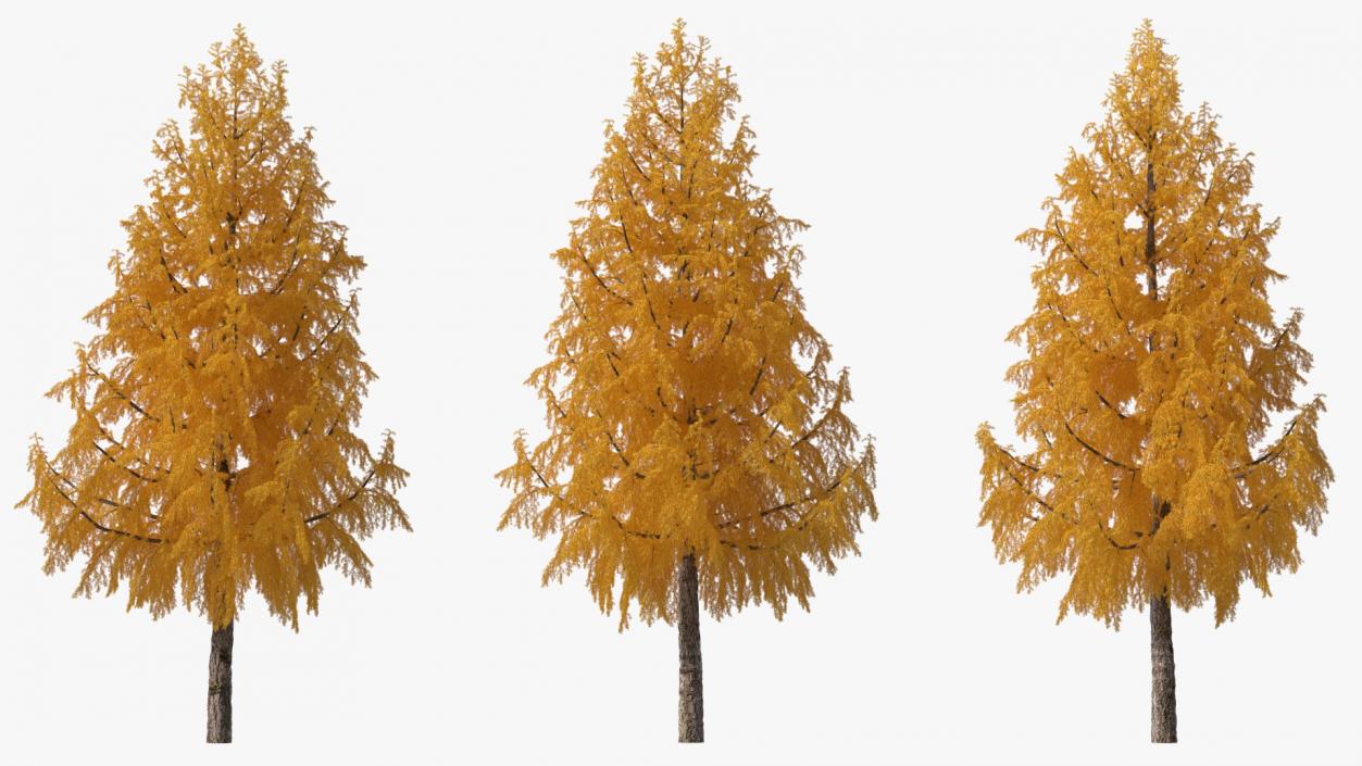 3D Tall Japanese Larch Tree Yellow