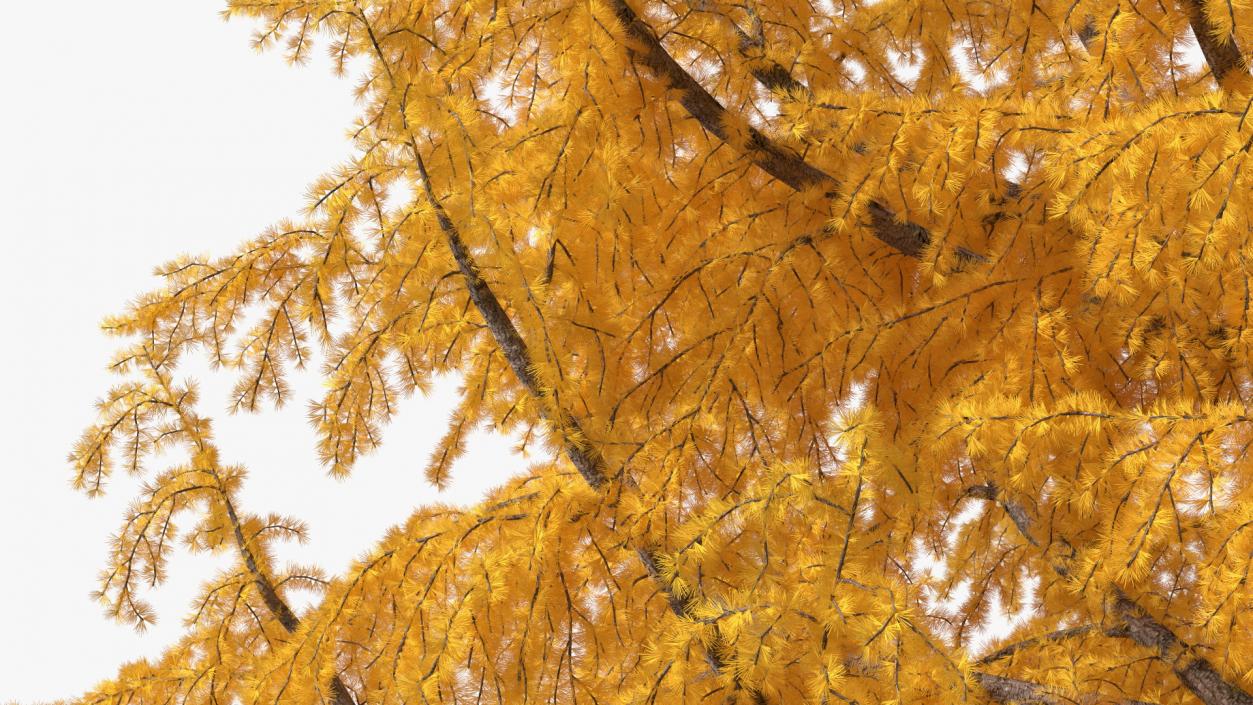 3D Tall Japanese Larch Tree Yellow