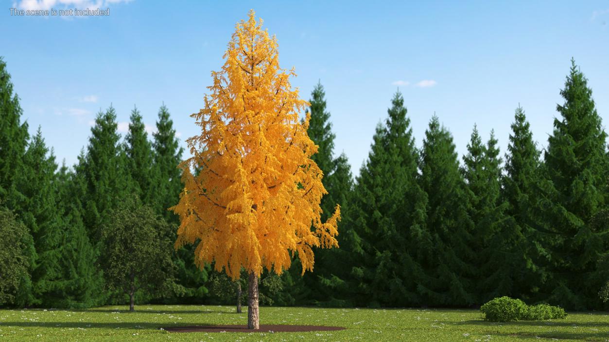 3D Tall Japanese Larch Tree Yellow