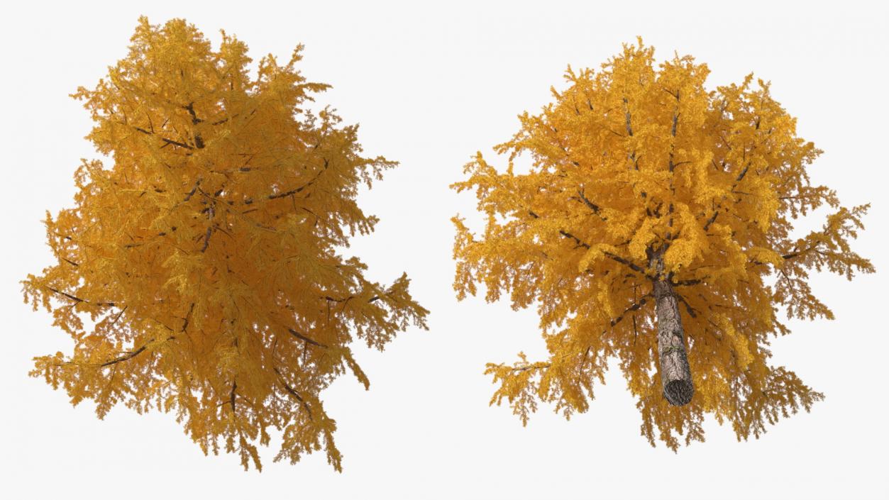 3D Tall Japanese Larch Tree Yellow