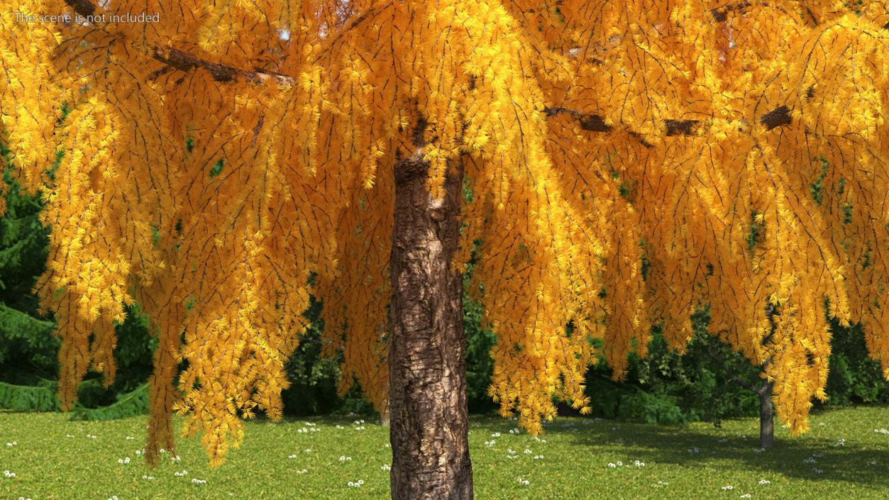 3D Tall Japanese Larch Tree Yellow