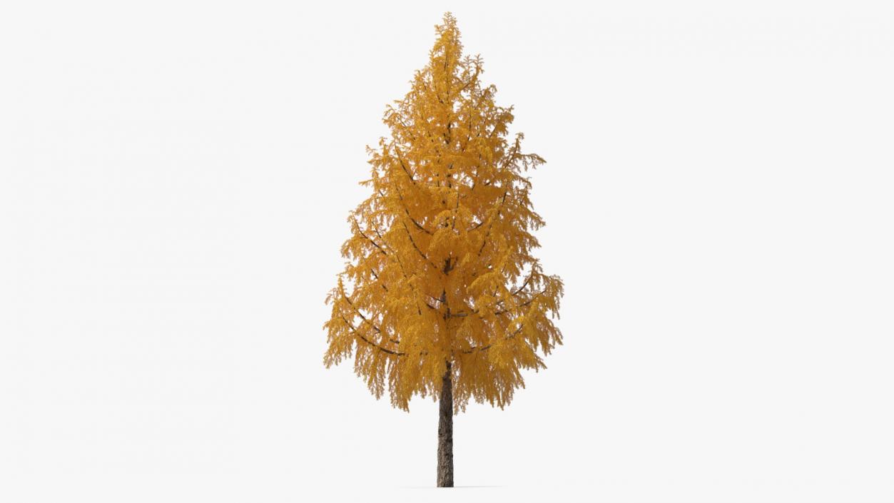 3D Tall Japanese Larch Tree Yellow